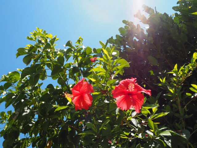 沖縄旅行で「やらなくていいこと」まとめ｜無理な予定が満足度を下げる理由